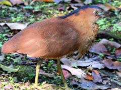 (Malayan Night-Heron) standing