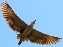 (Black-crowned Night-Heron) nycticorax gliding