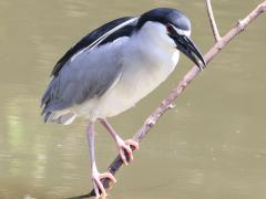 (Black-crowned Night-Heron) nycticorax perching