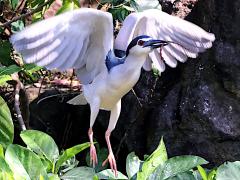 (Black-crowned Night-Heron) nycticorax tiptoe