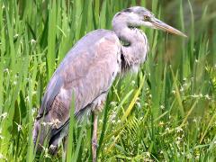 (Grey Heron) jouyi standing