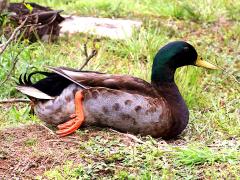 (Mallard) male