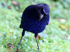 (Taiwan Whistling-Thrush) frontal