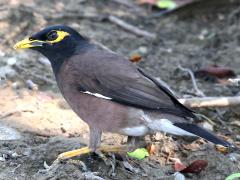 (Common Myna) standing