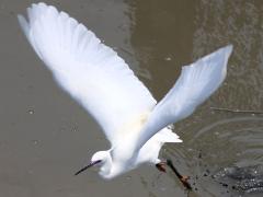 (Little Egret) liftoff