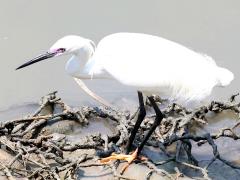 (Little Egret) standing