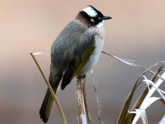 (Taiwan Bulbul) profile