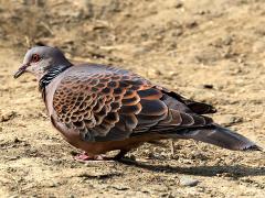 (Taiwan Oriental Turtle-Dove) profile