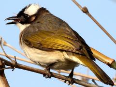 (Taiwan Bulbul) singing