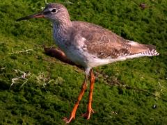 (Common Redshank) walking