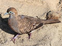 (Zebra Dove) walking