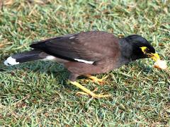 (Common Myna) foraging