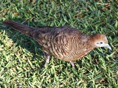 (Zebra Dove) walking