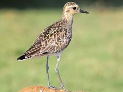 (Pacific Golden Plover) standing