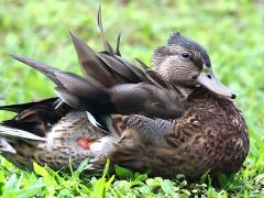 (Hawaiian Duck) fluffed