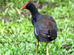 (Hawaiian Gallinule) rear