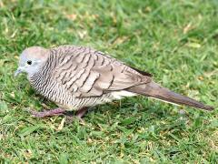 (Zebra Dove) walking