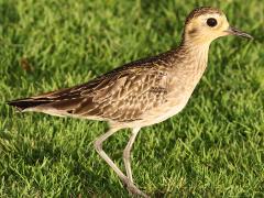 (Pacific Golden Plover) profile