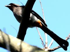 (Taiwan Gray Treepie) ventral