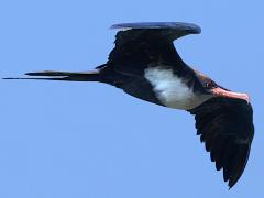 (Great Frigatebird) female gliding