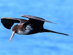 (Great Frigatebird) female hovering