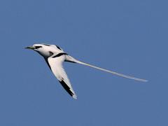 (White-tailed Tropicbird) glide downstroke