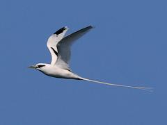 (White-tailed Tropicbird) gliding upstroke