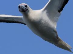 (Red-footed Booby) drifting frontal