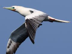 (Red-footed Booby) flying downstroke