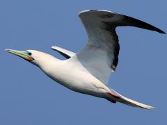 (Red-footed Booby) flying upstroke