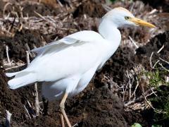 (Western Cattle Egret) standing