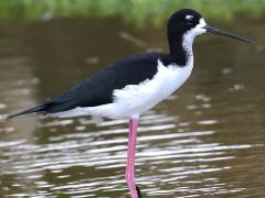 (Hawaiian Stilt) standing