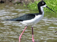 (Hawaiian Stilt) walking