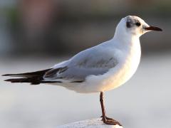 (Black-headed Gull) juvenile