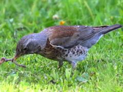 (Fieldfare) feeding