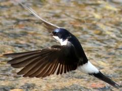 (Common House Martin) flies