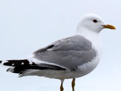 (Mew Gull) standing