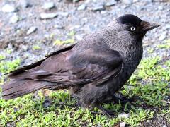 (Eurasian Jackdaw) profile