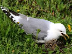 (Mew Gull) eats