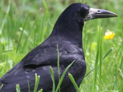 (Rook) standing