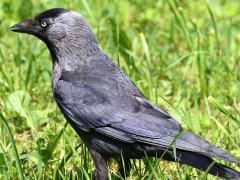 (Eurasian Jackdaw) standing