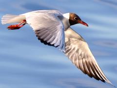 (Black-headed Gull) flying downstroke