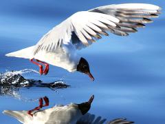 (Black-headed Gull) liftoff