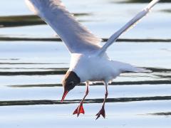 (Black-headed Gull) plunges