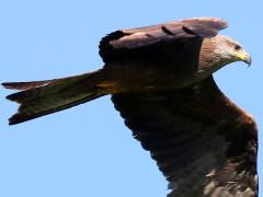 (Black Kite) soaring