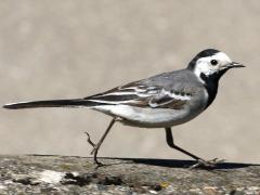 (White Wagtail) running