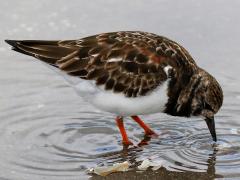 (Ruddy Turnstone) feeding