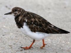 (Ruddy Turnstone) walking