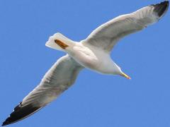 (Yellow-legged Gull) glides