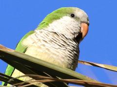 (Monk Parakeet) perching